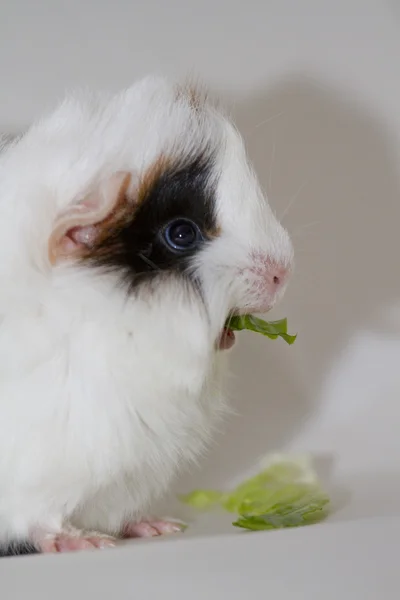 Odorable guinea pig — Stock Photo, Image