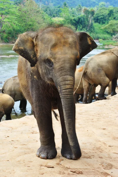 Kleiner Elefant — Stockfoto