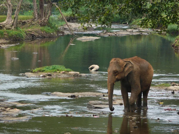 Elefant und der Fluss — Stockfoto
