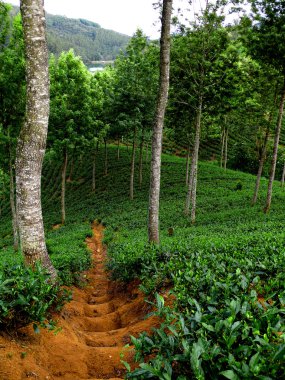 Path through the tea plantations clipart