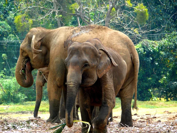 Еда для слонов — стоковое фото