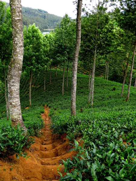 Camino a través de las plantaciones de té — Foto de Stock