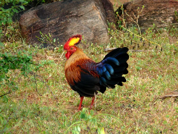 stock image Jungle cock