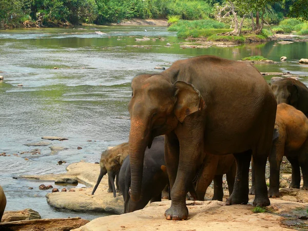 Elefántok Stock Kép