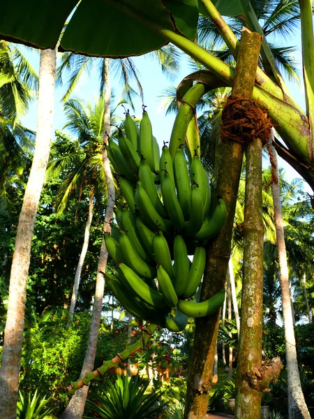 Бананы Стоковое Фото