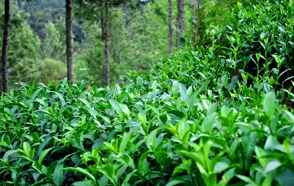Цейлонский чай — стоковое фото