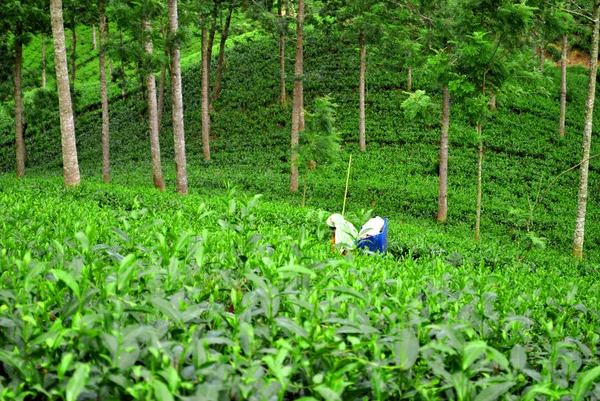 Чайная плантация и женщина — стоковое фото