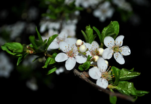 Fiore di ciliegio — Foto Stock