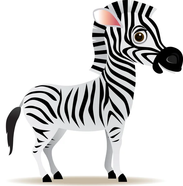 Desenhos animados Zebra —  Vetores de Stock