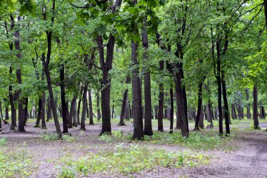 Лесной пейзаж летним днем