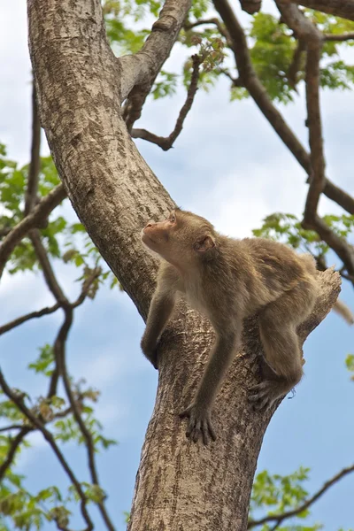 Monkey on a tree - Thailand — Stock Photo, Image