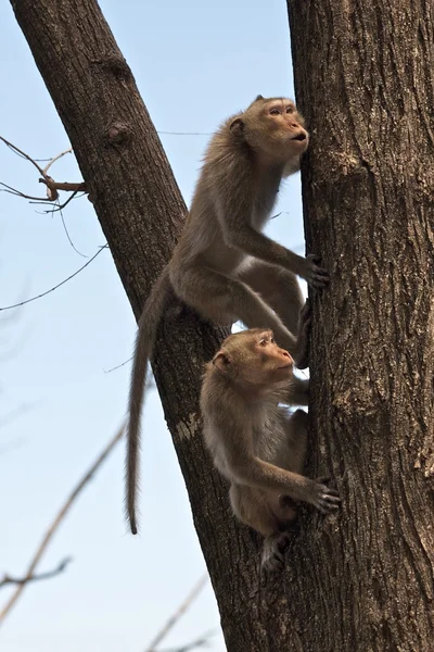 Two monkeys on a tree - Thailand — Stock Photo, Image