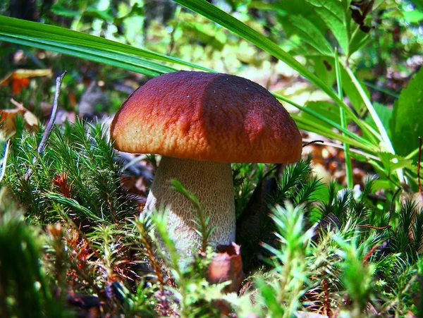 Mushroom-hero — Stock Photo, Image