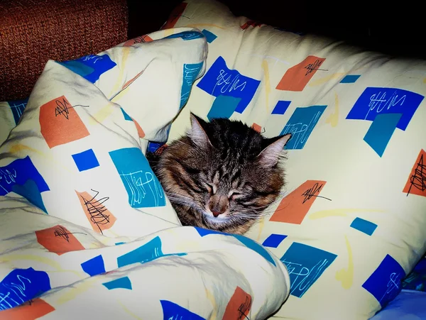 stock image Cat in bed