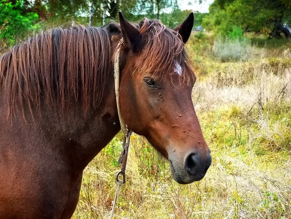 Portrait of the horse — Stock Photo, Image