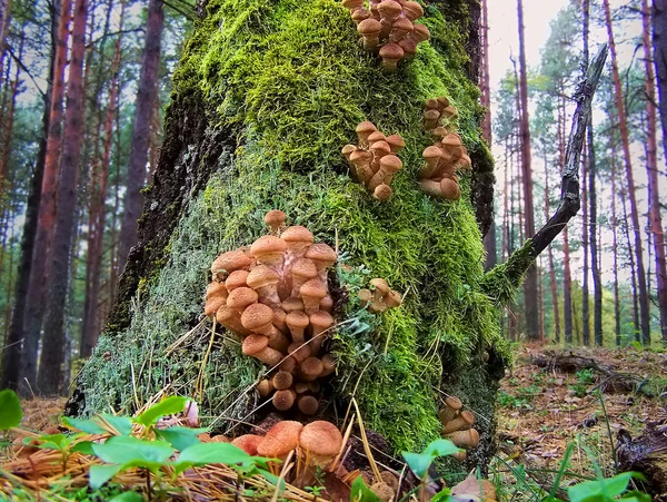 Mushrooms growing on tree trunk — Stock Photo, Image