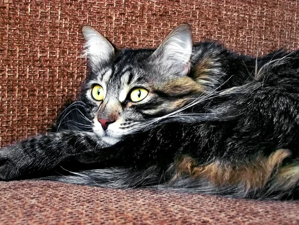 Лежачи кішка — стокове фото