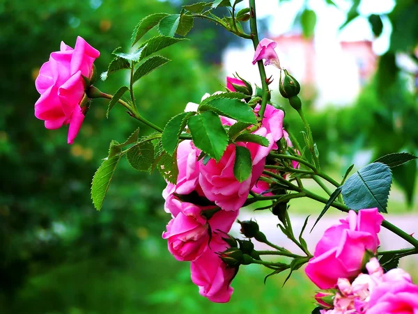 Arbusto de rosa Imágenes de stock libres de derechos
