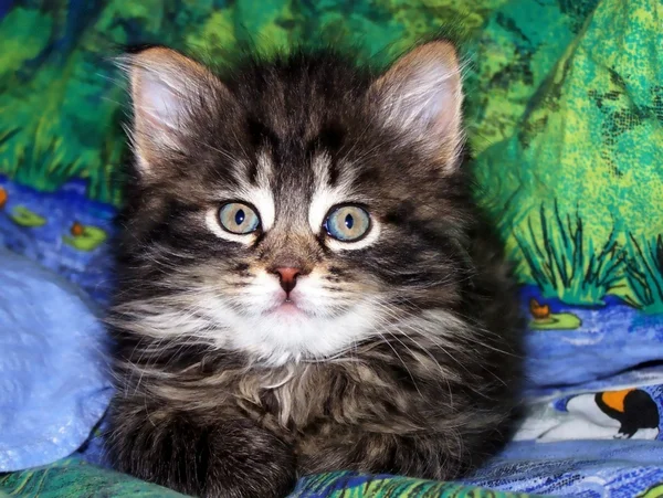 Mały kotek na kolorowym tle — Zdjęcie stockowe