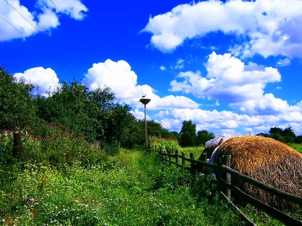 田舎の夏 — ストック写真