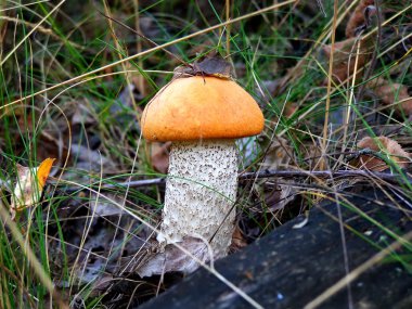 One orange-cap boletus clipart