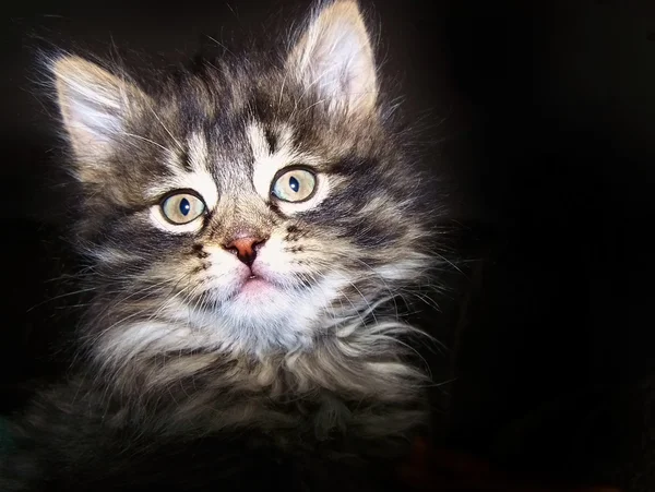 Koťátko na tmavém pozadí — Stock fotografie