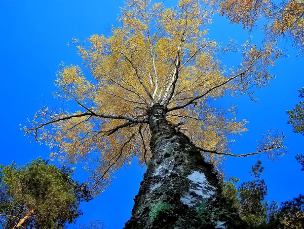 stock image Yellow crown on a background of blue sky