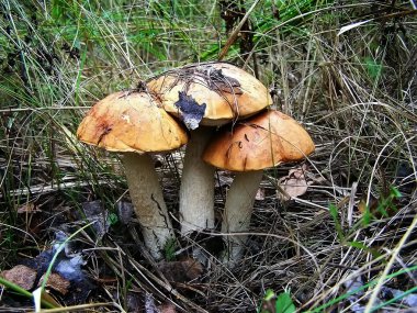 Three orange-cap boletus clipart