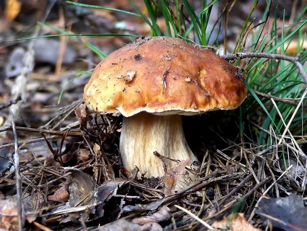 stock image Mature white mushroom