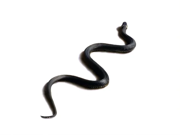 stock image Snake crawling on a white background