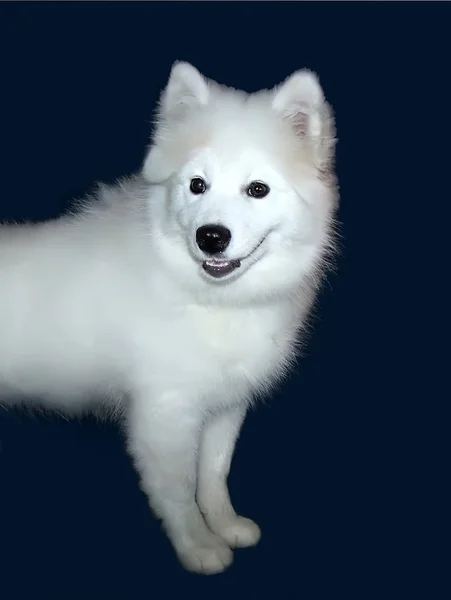 Cão de cachorro somoedskoy em umas costas azuis escuras — Fotografia de Stock