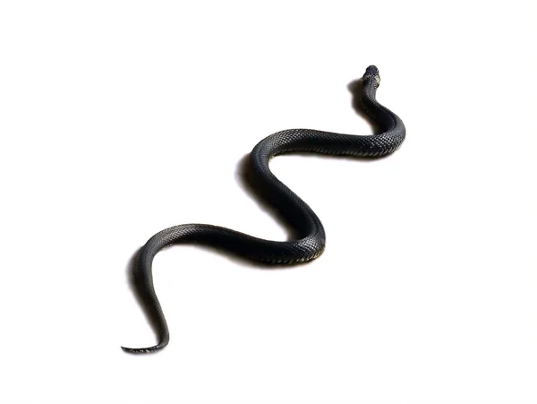 Serpiente arrastrándose sobre un fondo blanco Imagen de archivo