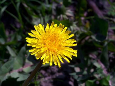 Dandelions karanlık bir arka plan üzerinde