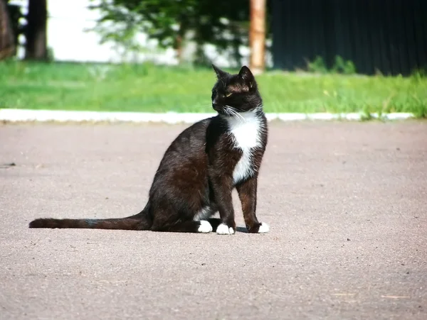 Černá a bílá kočka na chodníku — Stock fotografie