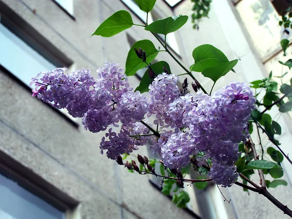 Lilac flower on a background wall of the — Stock Photo, Image
