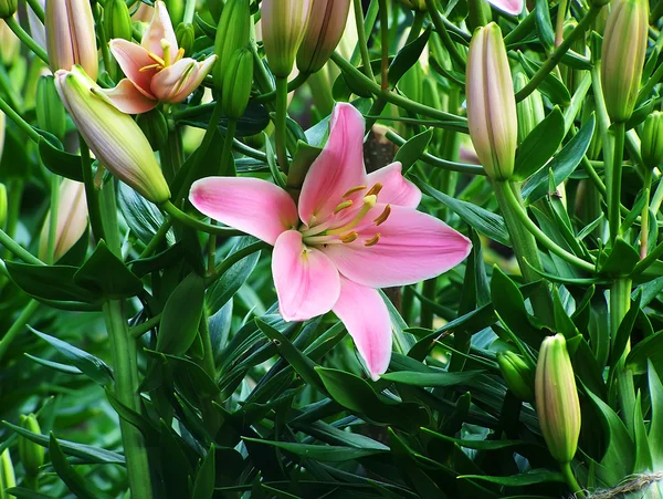 Рink Lilies — Fotografie, imagine de stoc