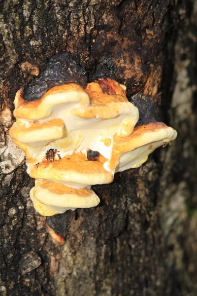 stock image Fungus parasite