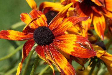 çiçek rudbeckia