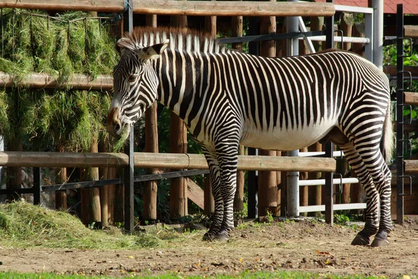 stock image Zebra