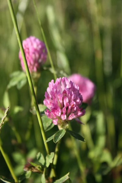 stock image Clover