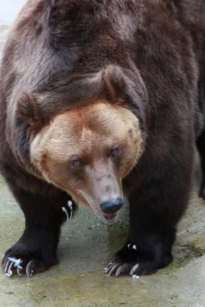 Brown Bear — Stock Photo, Image