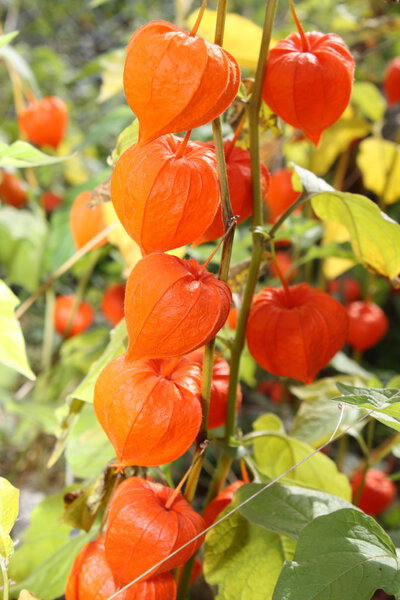 Факелы физические
