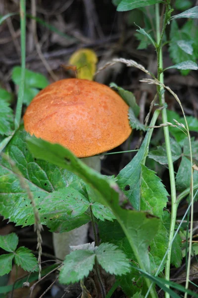 stock image Red-cap boletus