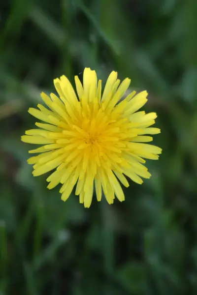 stock image Dandelion flower