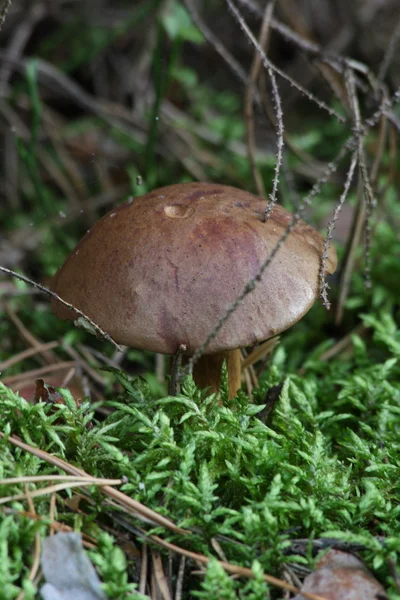 Huş ağacı bolete