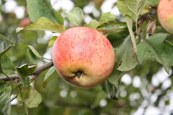 Ruddy apple. — Stockfoto