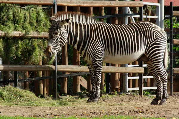 Zebra. Imagem De Stock