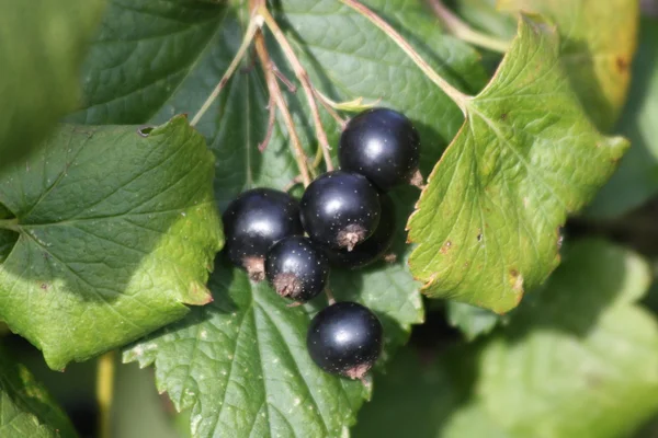 Owoce czarnej porzeczki — Zdjęcie stockowe
