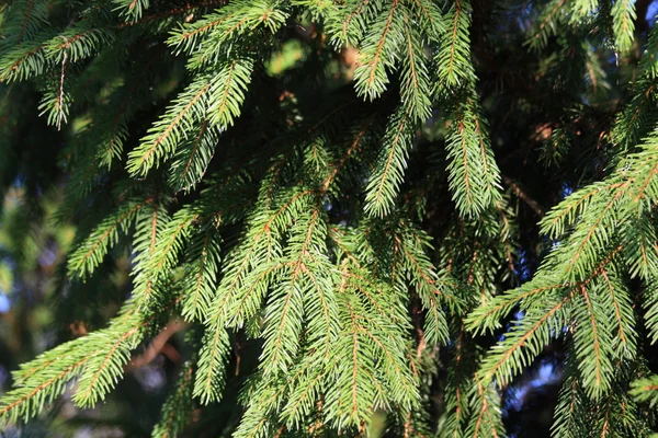 stock image Spruce