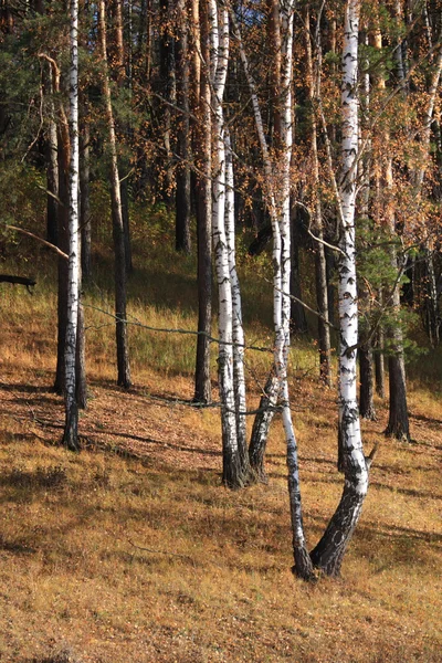 Russian birches — Stock Photo, Image